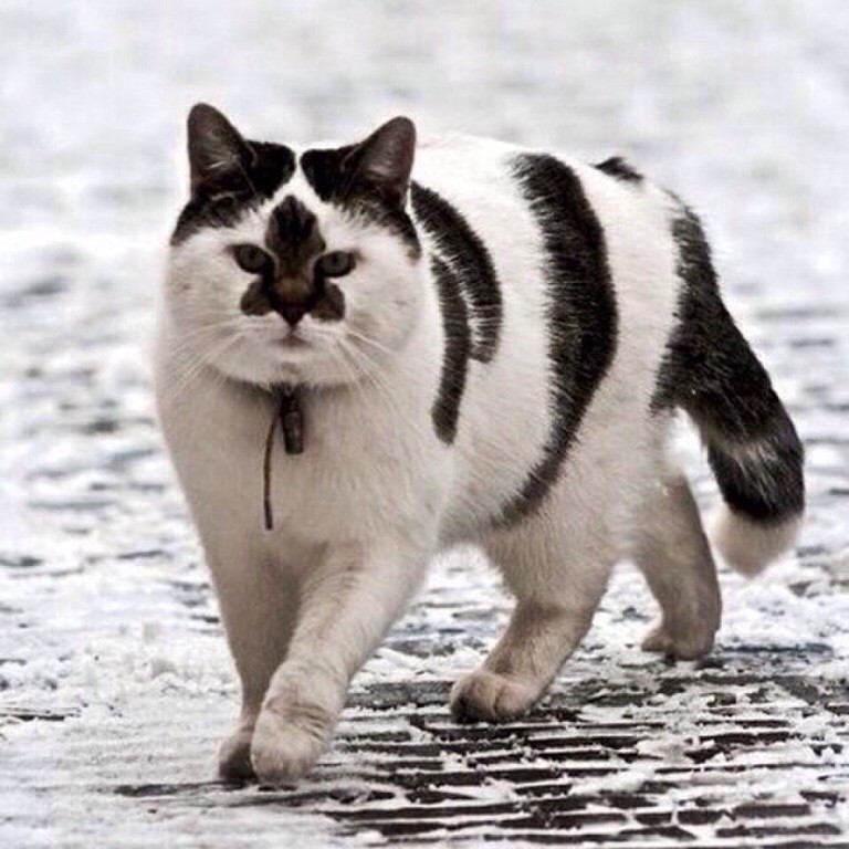 cat_mit.jpg